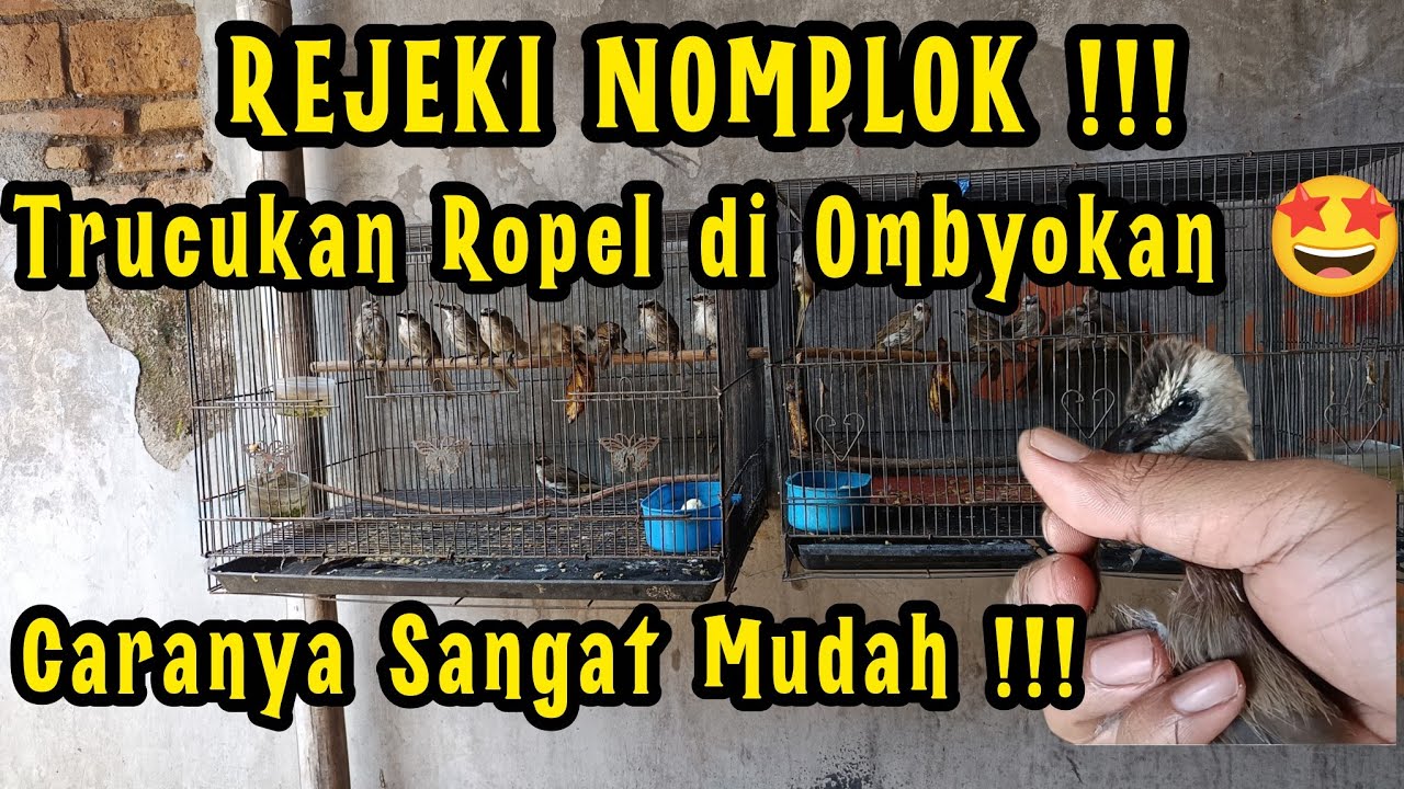 CARA PALING MUDAH NGOMBYOK TRUCUKAN BAHAN PROSPEK ROPEL DI OMBYOKAN