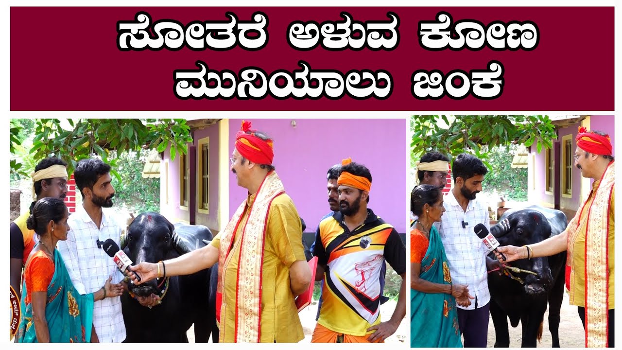 ಸೋತರೆ ಅಳುವ ಕೋಣ  ಮುನಿಯಾಲು ಜಿಂಕೆ