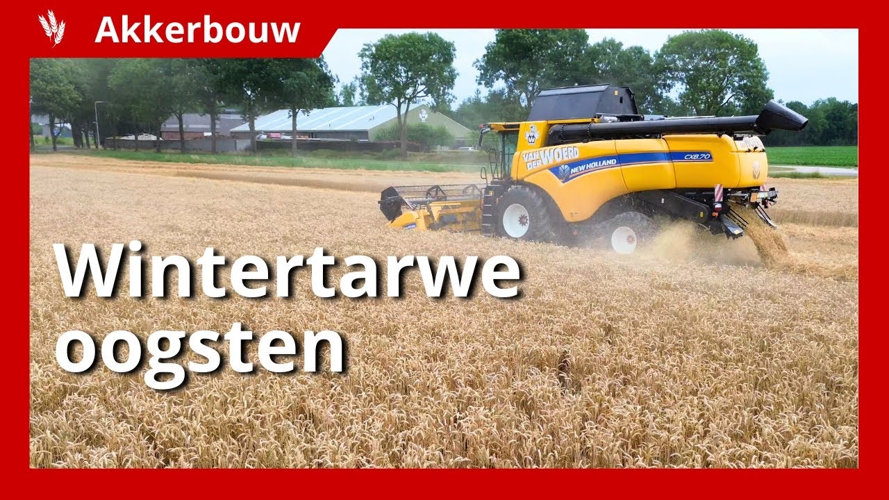 Ondanks moeizame opkomst, toch prima opbrengst wintertarwe