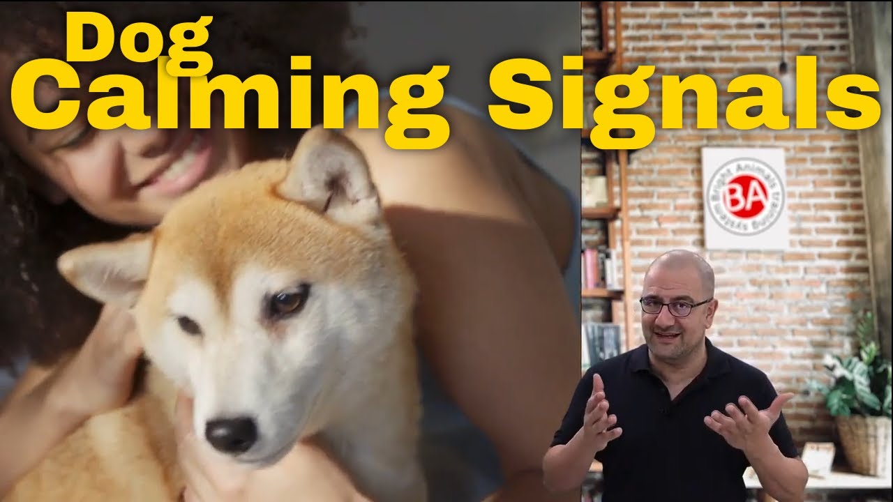 Dog Calming Signals. This dog training video will help you understand your dog's body language.