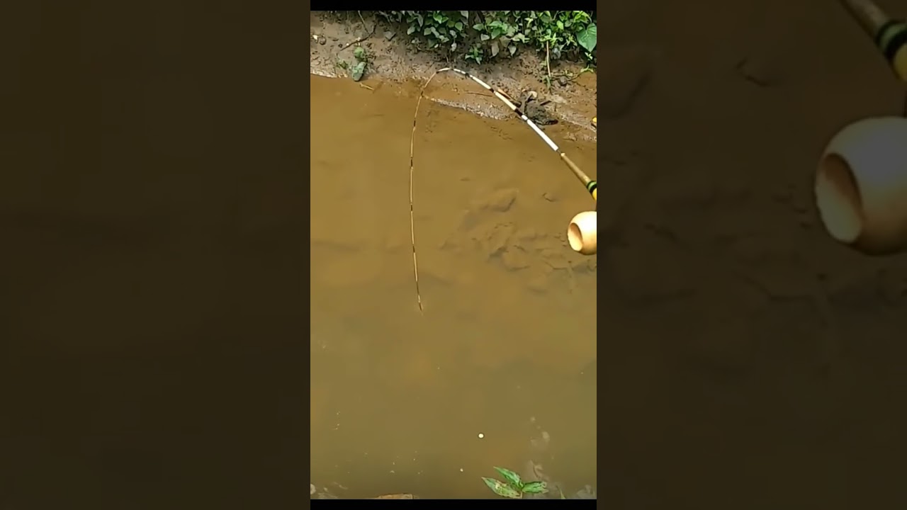Joran Mancing Super Lentur!