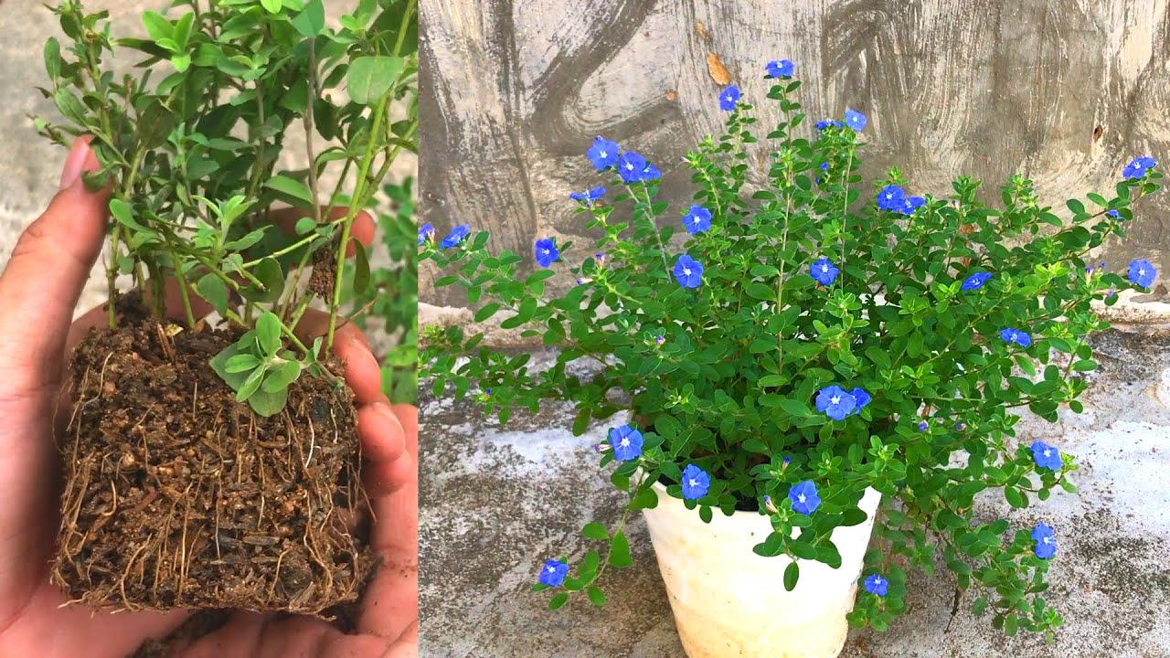 Попробуйте размножить цветы Blue Daze ветками | Как вырастить цветок Blue Daze
