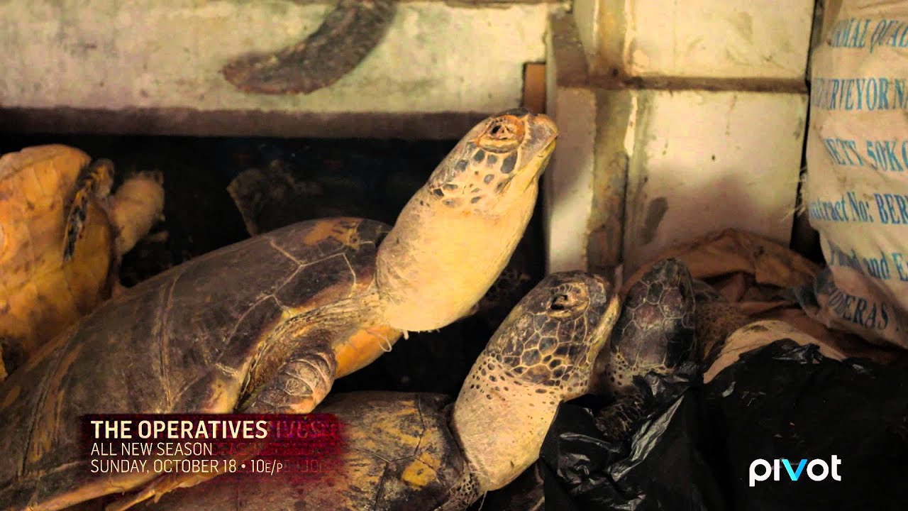 The Illegal Trade of Palawan Forest Turtles ('The Operatives' - S2 Premiere Clip)
