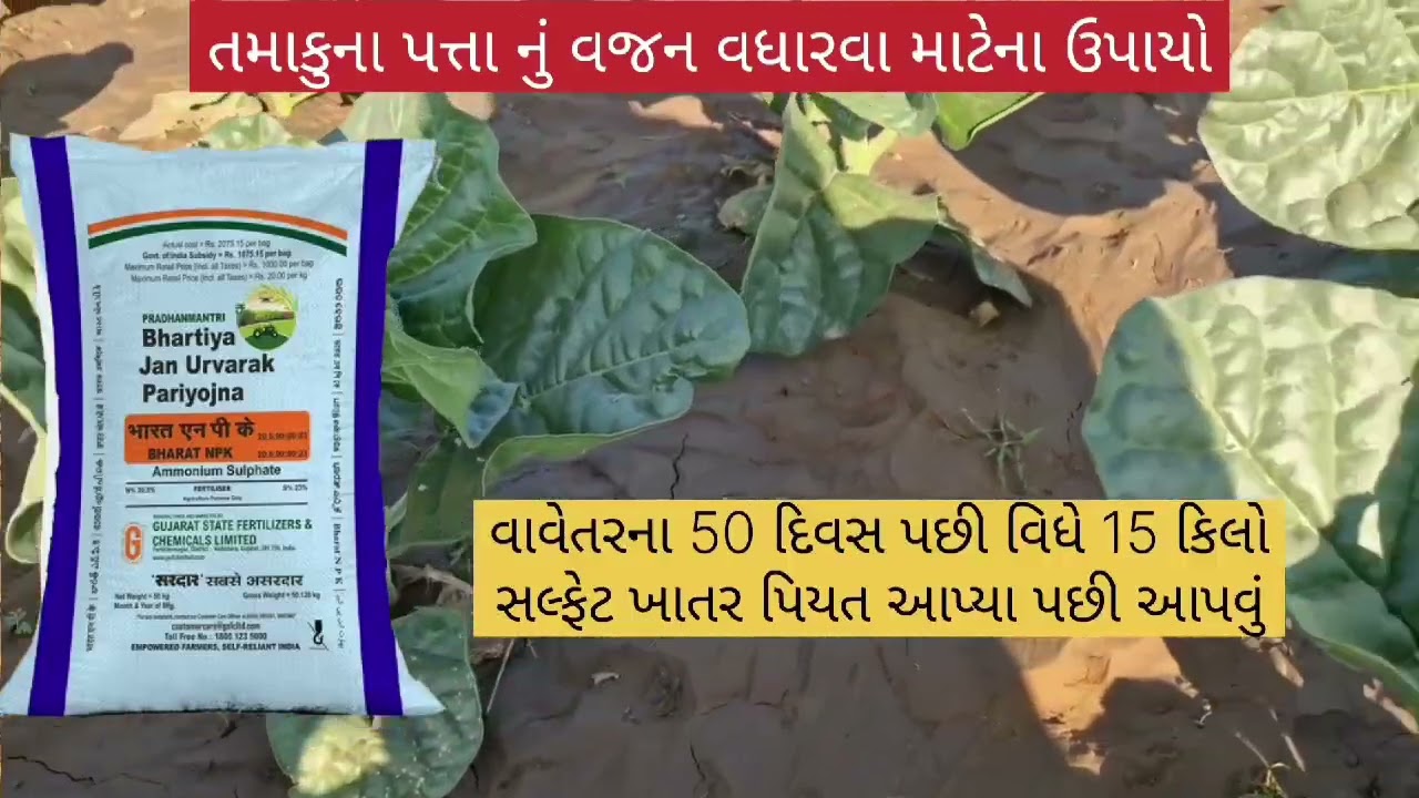 તમાકુ ની ખેતી