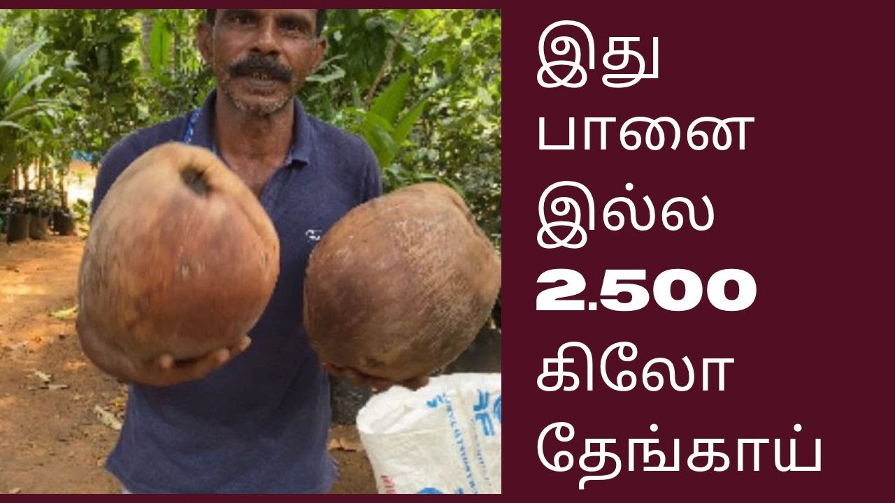 2.500 கிலோ எடைதரும் ஜம்போ தென்னங்கன்றுகளை எப்படி உற்பத்தி செய்வது | How Production of Jumbo Coconut