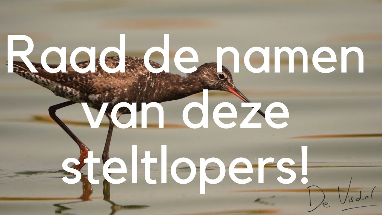 Herken jij deze 15 steltlopers?