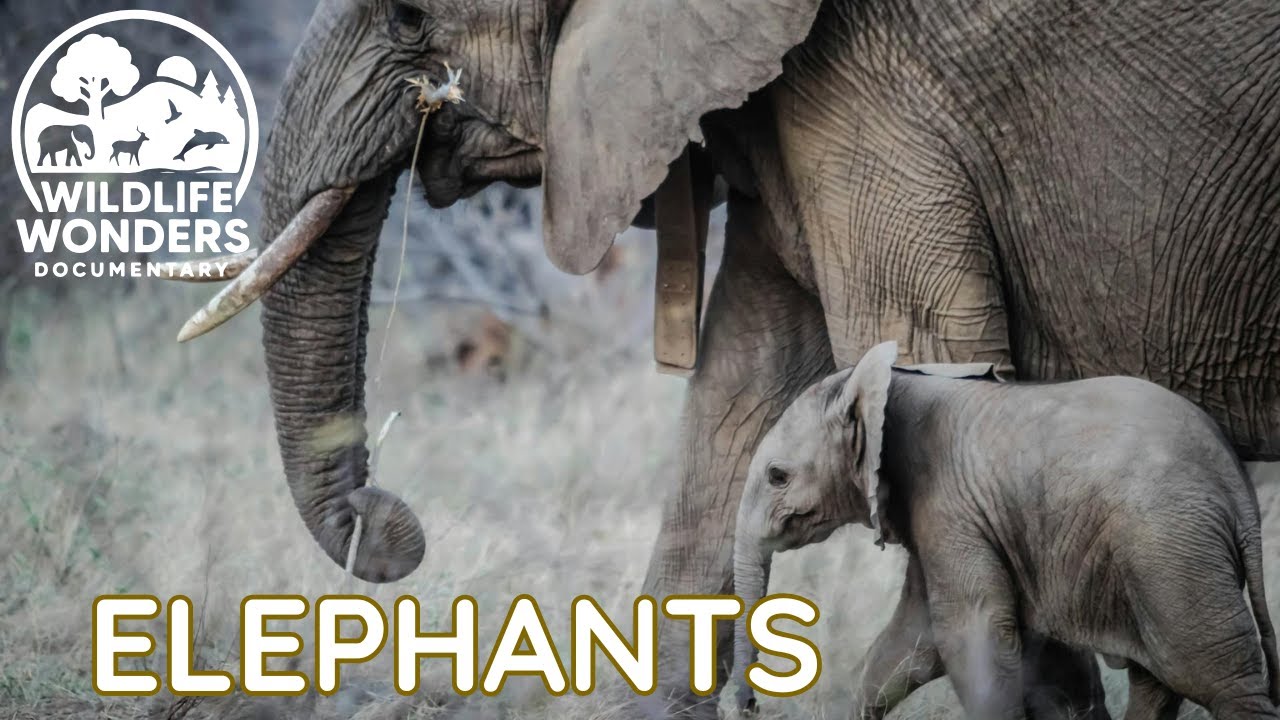 Elephants – Never Forget | Wild Giants Documentary