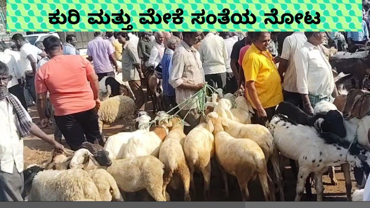 Nelamangala sheep goat market@ agrianimals