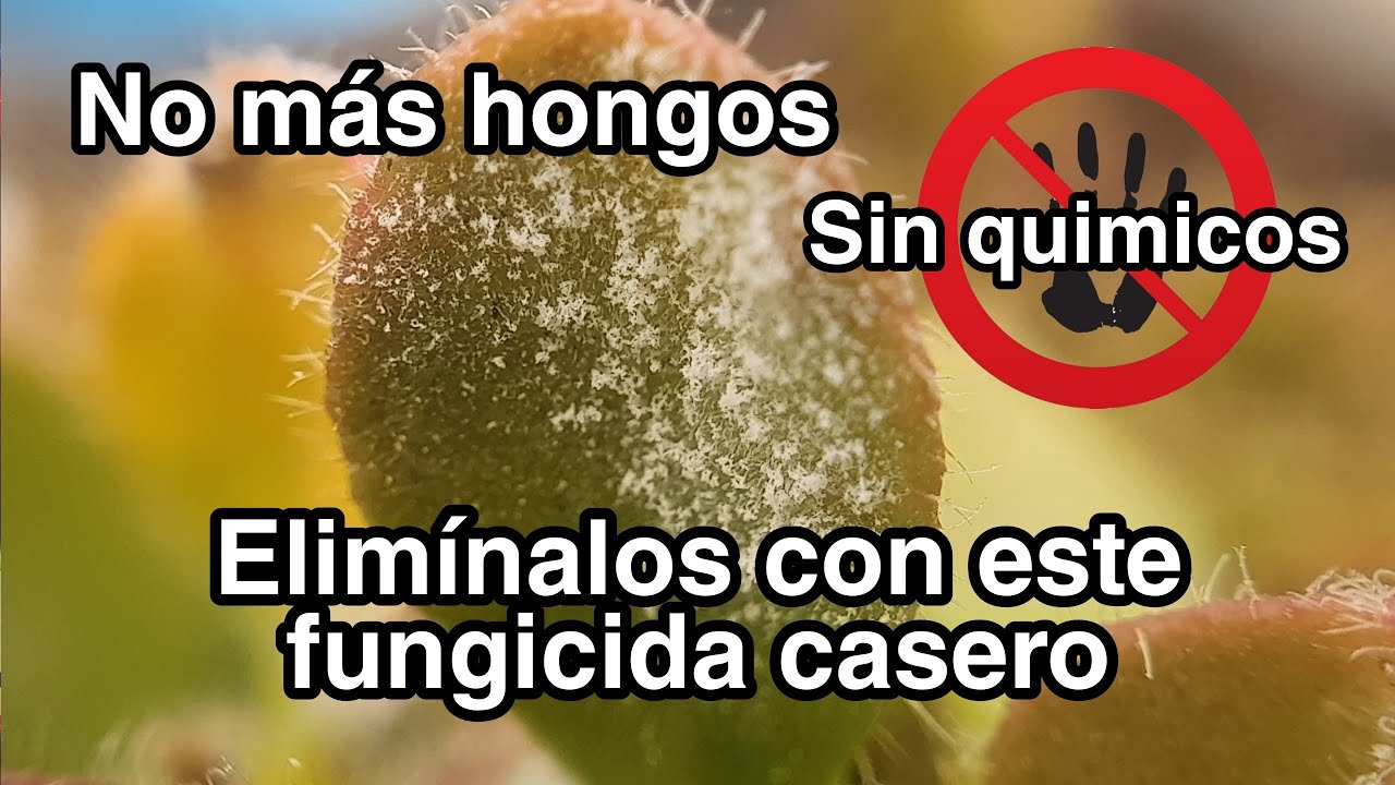 El mejor fungicida casero  😱 No creerás lo fácil y barato que es hacerlo!