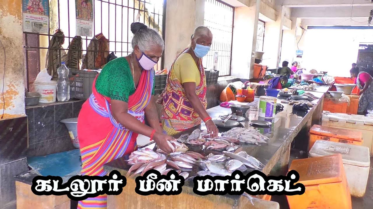 cuddalore fish market | கடலூர் மீன் மார்க்கெட் | joe tv