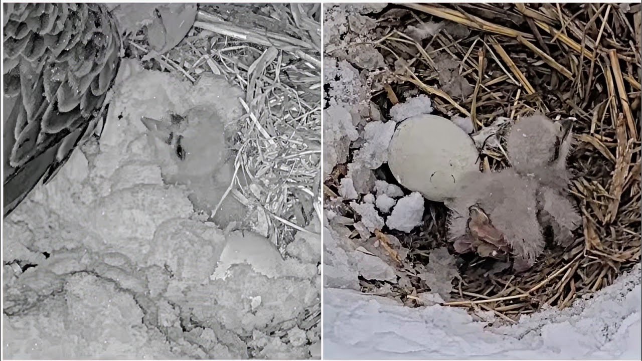 Duke Farms Eagle Cam 2026.2.23