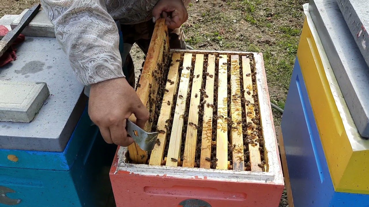 Масштабный Эксперимент.    Зимовка Пчёл.Часть1