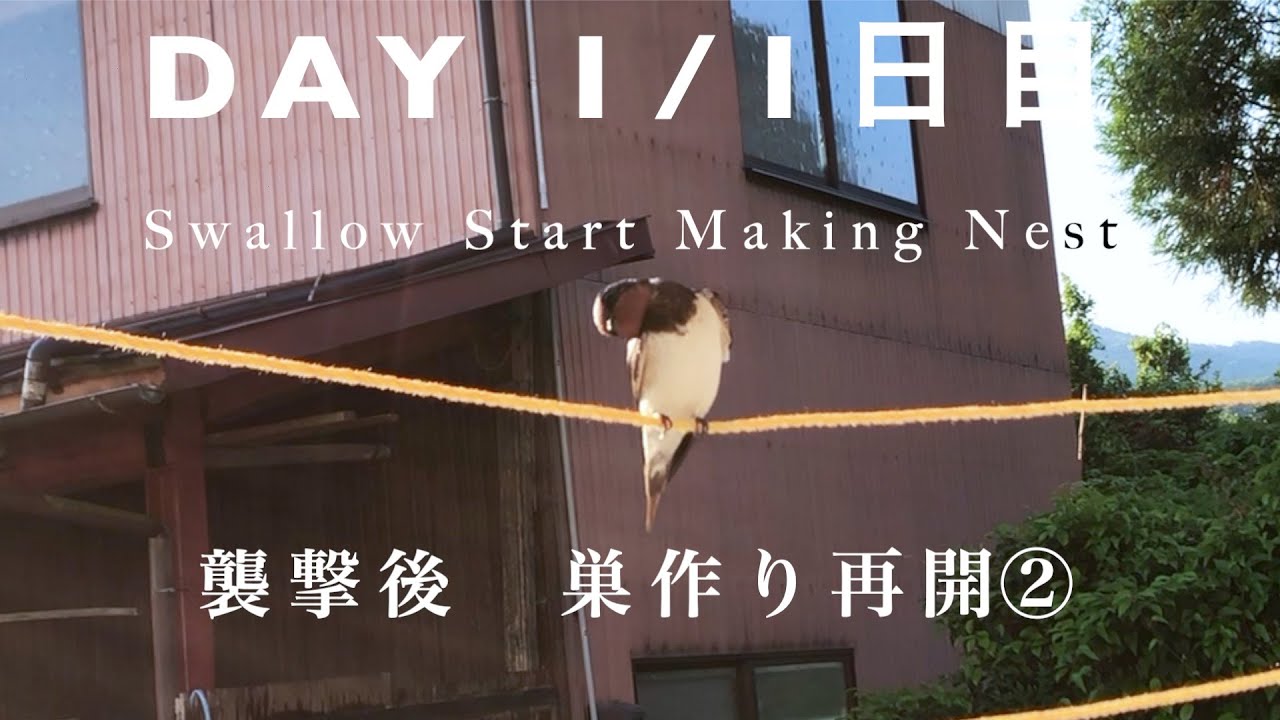 ツバメドラマ)ひな襲撃後巣作り再開/ずっと夫婦一緒だよ/Swallow Started New Nest After Attack DAY1