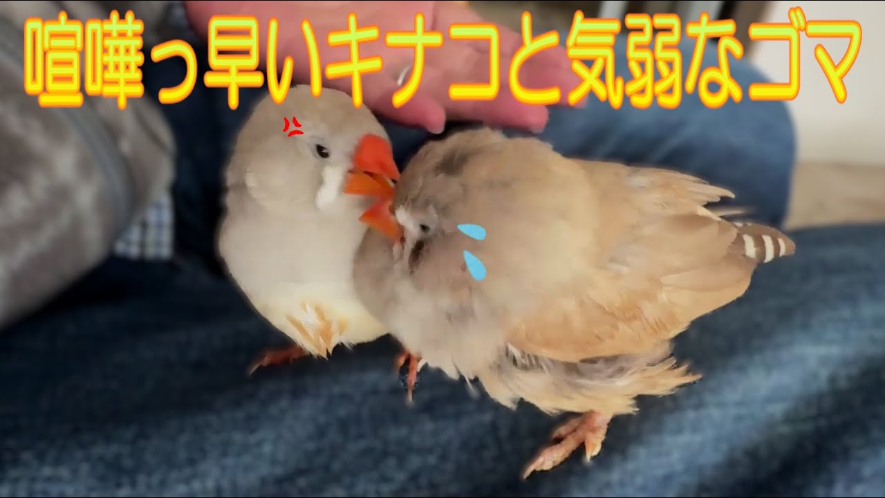 2026.1.20喧嘩っ早いキンカチョウとすぐ避難するキンカチョウ A quarrelsome zebra finch and a quick-to-evacuate zebra finch