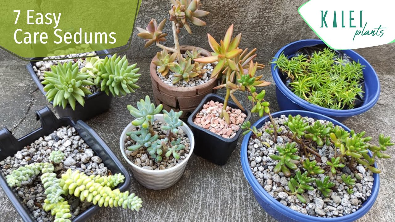 7 Easy Care Sedums na Dapat Mong Subukan / Ano ang Pinagkaiba Nila?