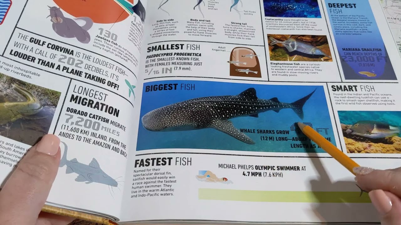 ASMR ~ Fish Around The World! ~ Facts about Sharks, Piranhas, & More! ~ Soft Spoken Maps Tracing