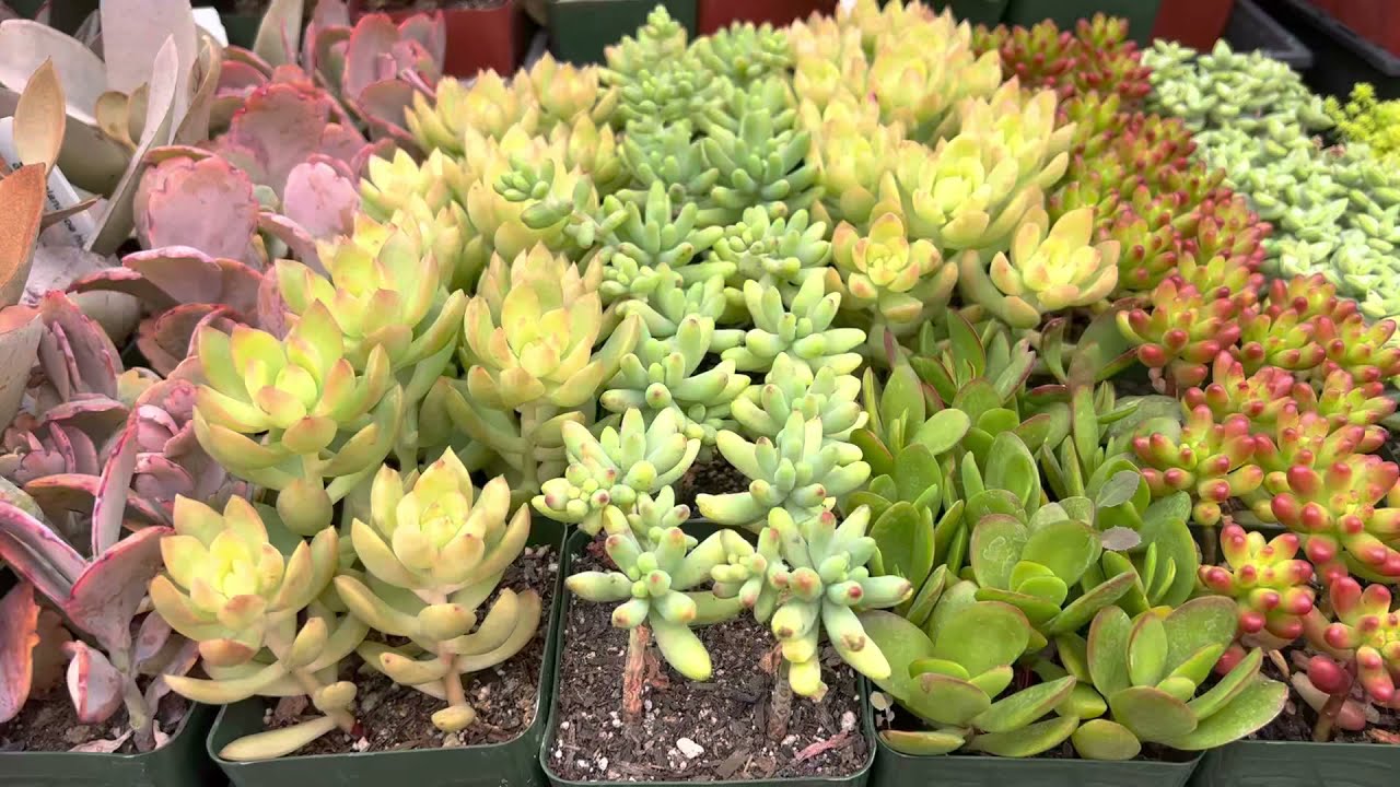 Variety of succulents in groundcover, trailing, and tall forms:  great for containers and landscape