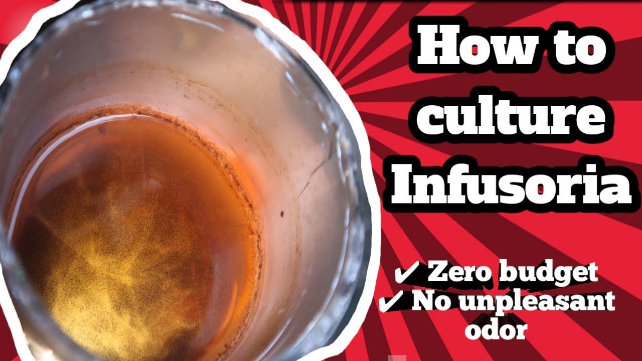 HOW TO CULTURE INFUSORIA  ☑My first food for betta fry ☑zero budget☑no unpleasant odor