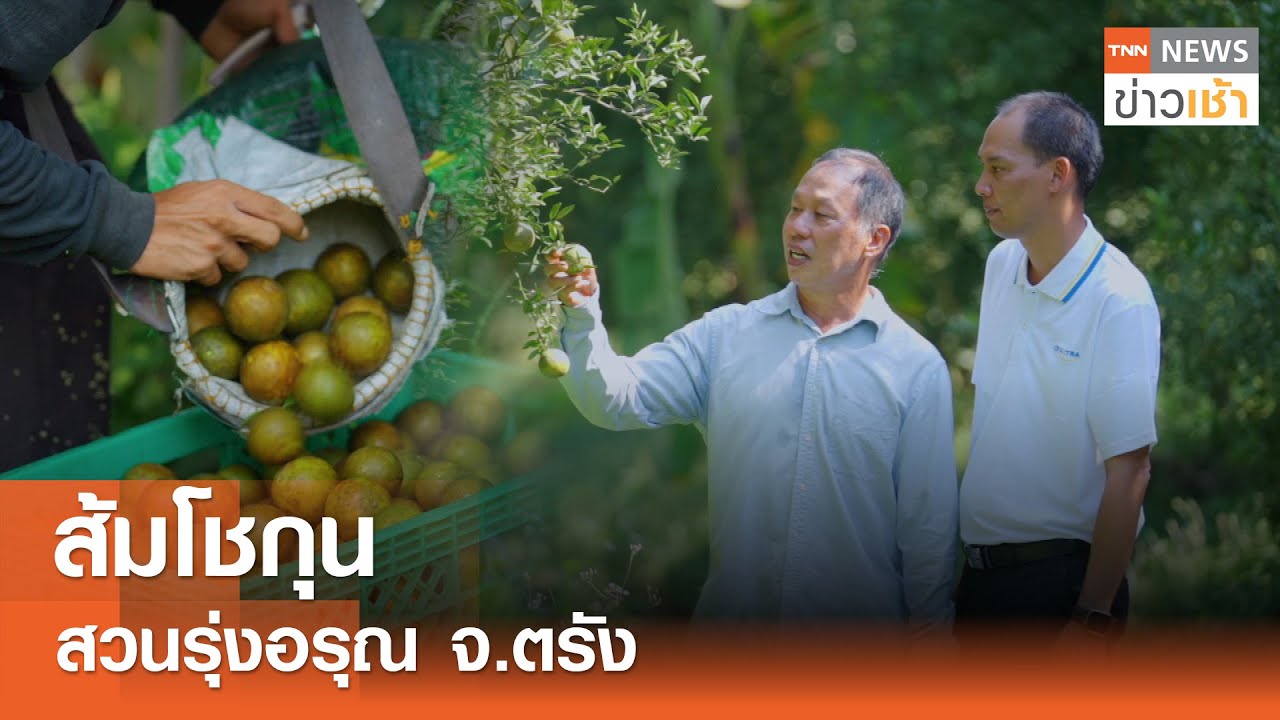 ส้มโชกุน สวนรุ่งอรุณ จ.ตรัง | TNN ข่าวเช้า l 18-02-2025