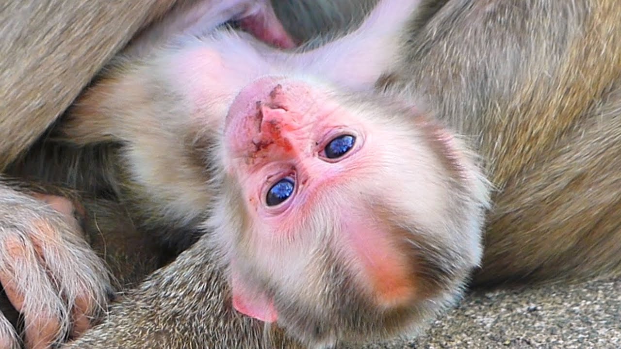 Mama ROZITA  Learns to Care for Her New Baby — Gentle Guidance in the Wild 🐒💛.