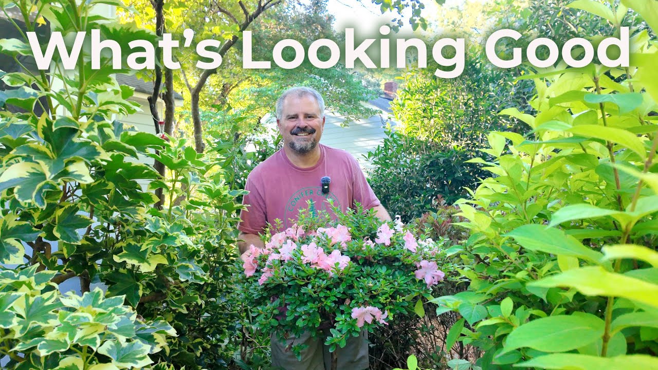 Hot Weather Winners - 12 Plants Stealing the Show