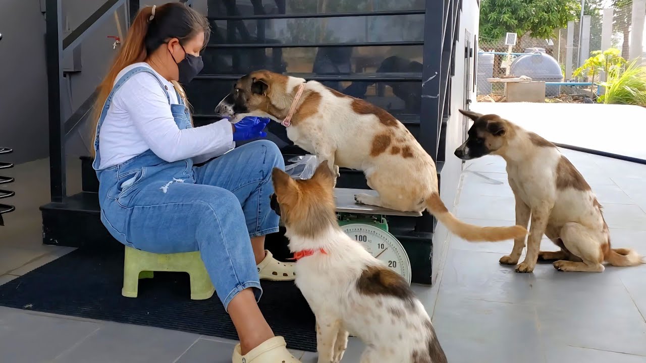 671. ចាក់ថ្នាំឲ្យឆ្កែ Life in the Cambodian Countryside.