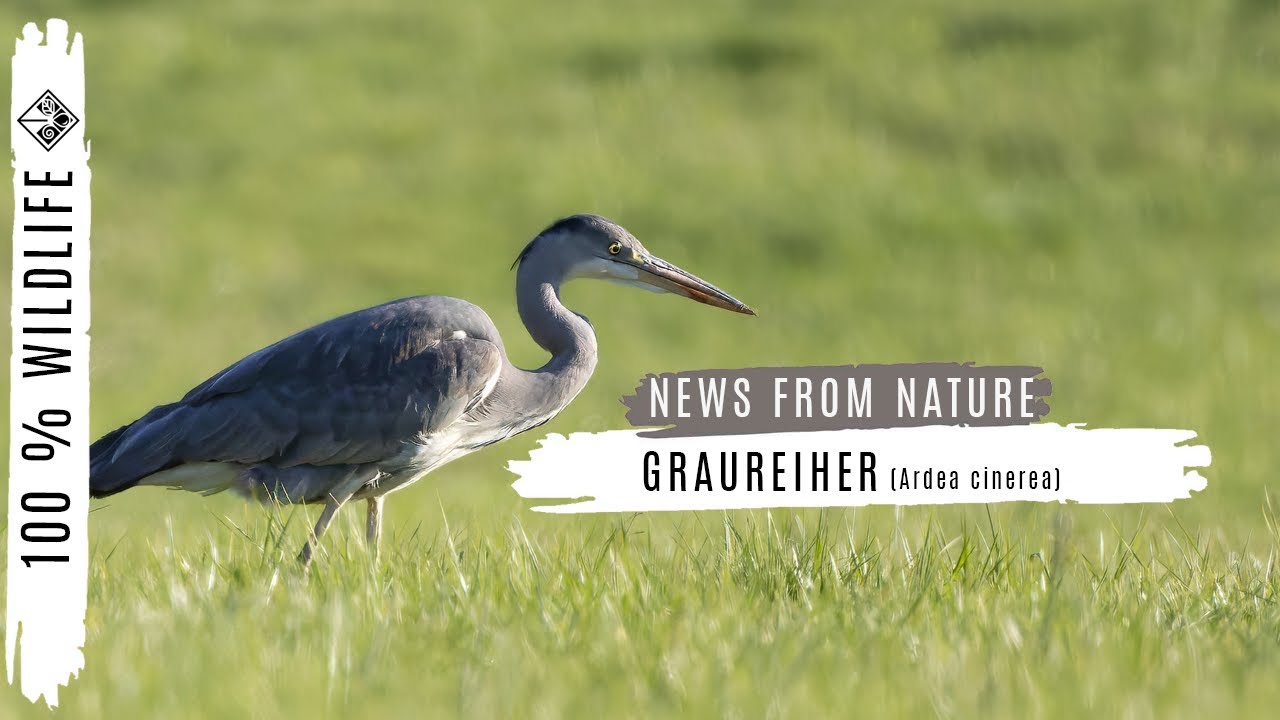 Graureiher (Ardea cinerea)