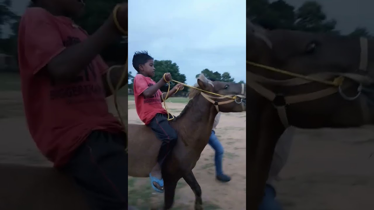Little boy rides a horse