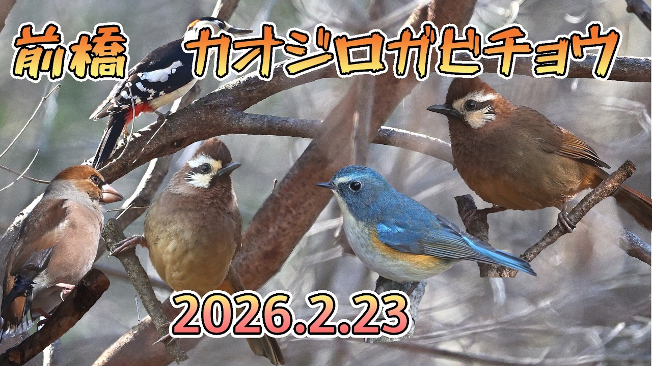 群馬県前橋M公園　カオジロガビチョウ,ミヤマホウジロ　4K　6分30秒