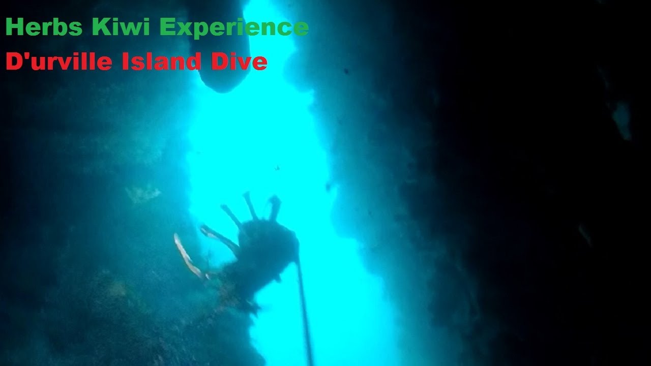 D'urville Island Diving NZ
