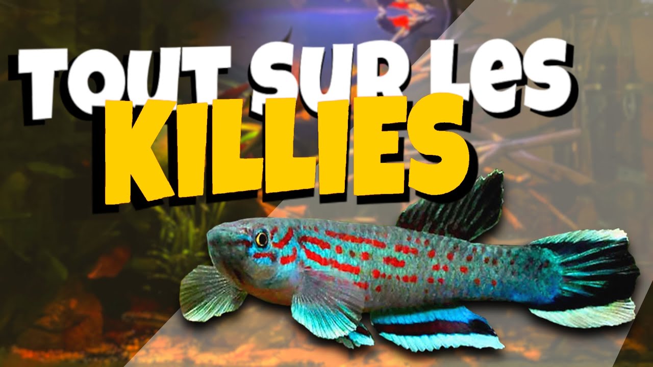 Tout savoir sur les KILLIES !