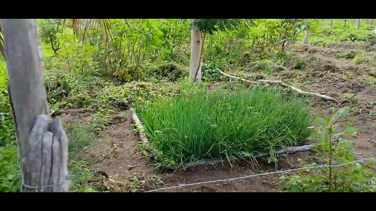 Mais um vídeo, minha gente aqui da roça só benção.🌵