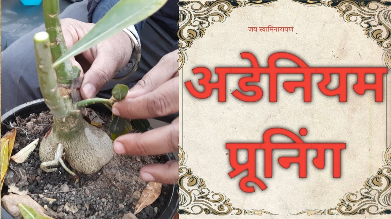 Adenium Pruning | अडेनियम की शाखाओं को क्यों कब और कैसे काटे  |  Adenium Cutting
