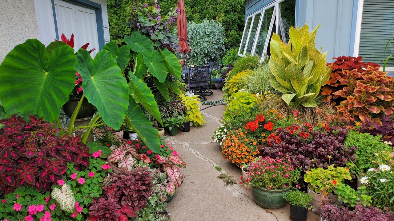 Early August Container Patio Garden Tour, Colorblock Planting Annuals