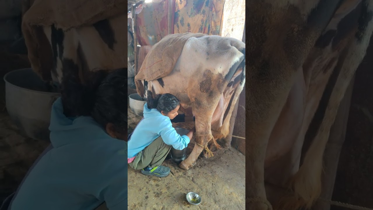 Cow care and milking by girl !#cow 