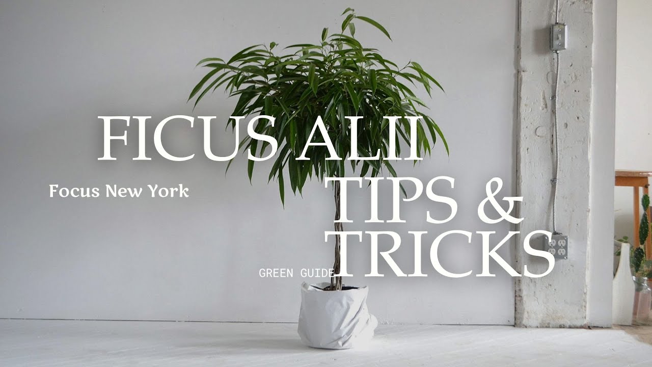 Ficus Alii Plant Care Guide | Roots and Roasts