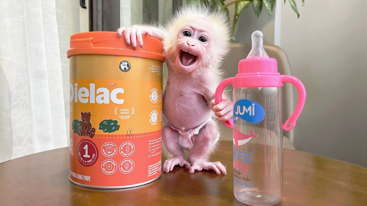 Monkey Baby Molly is excited when Dad bought her a bigger bottle