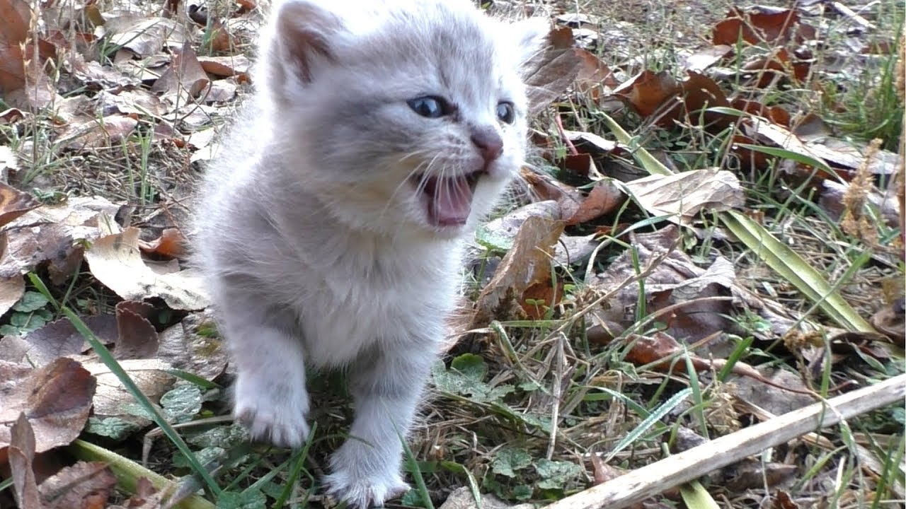 Котенок мяукает, чтобы поговорить со мной