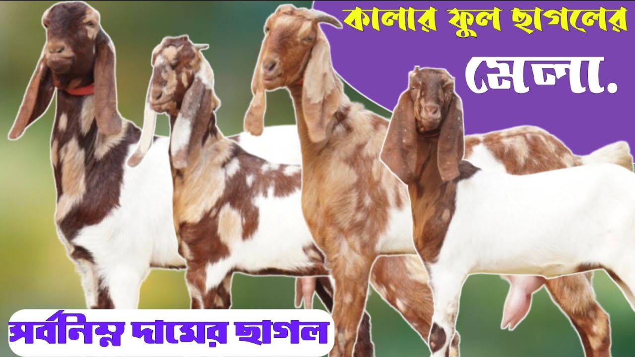 ঈদ উপলক্ষে বিশেষ ছাড় |একদম সুলভ মূল্যে কিনুন আকর্ষণীয় মানের খামার করার উপযোগী ছাগল | 