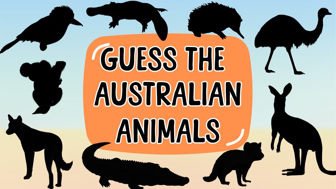Australian Animal Shadow Game for Kids | Can You Guess These Aussie Animals? 🦘🐨