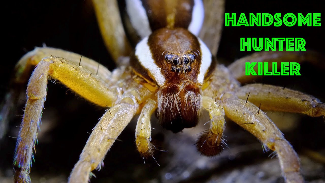 This Floating Spider is a Vicious Hunter!