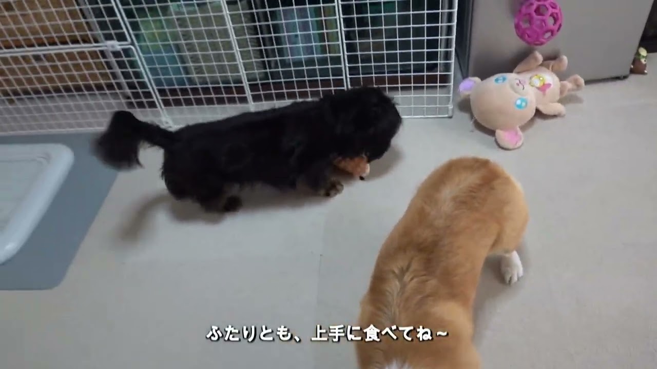 リクとまいは、スリッパに入っているおやつを食べることが出来るのか？