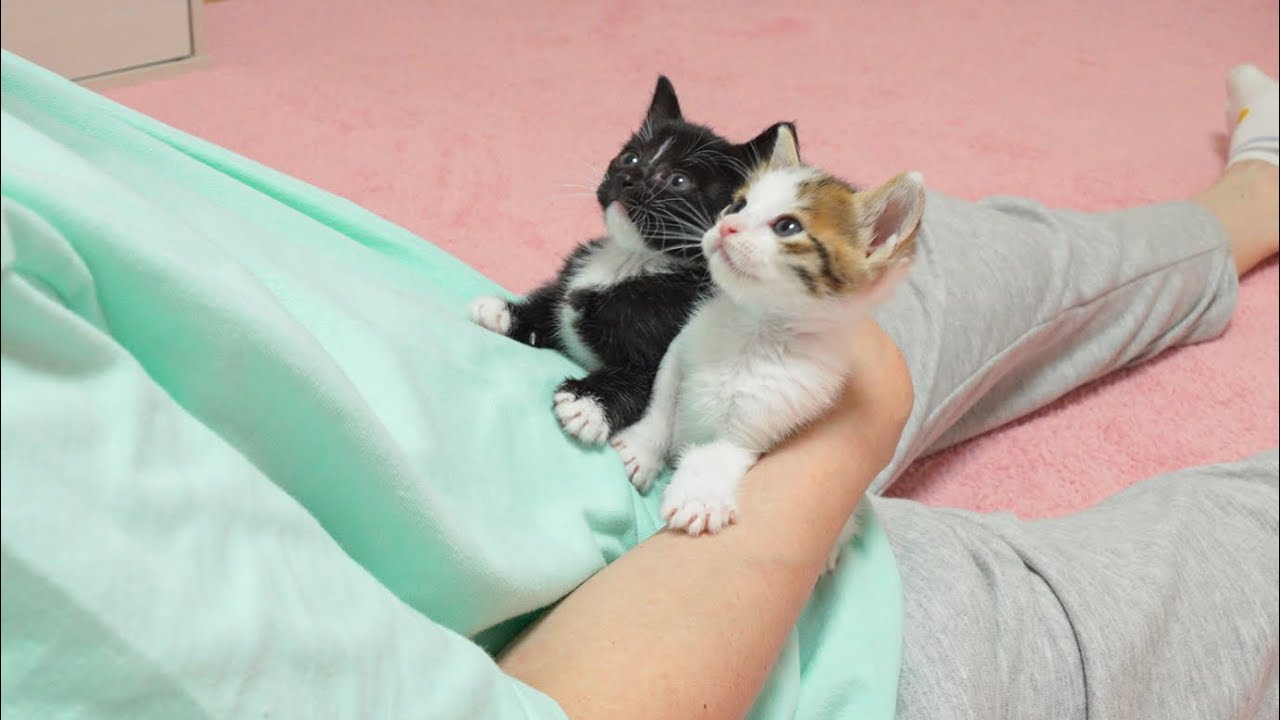 Two Kitten's Cute Reactions When You Come Back Home Early