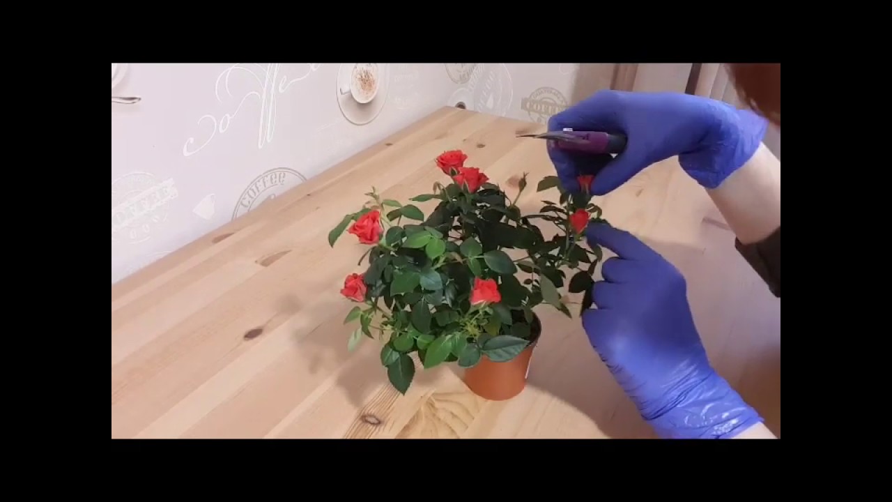 Комнатная роза мини. Новая попытка)))