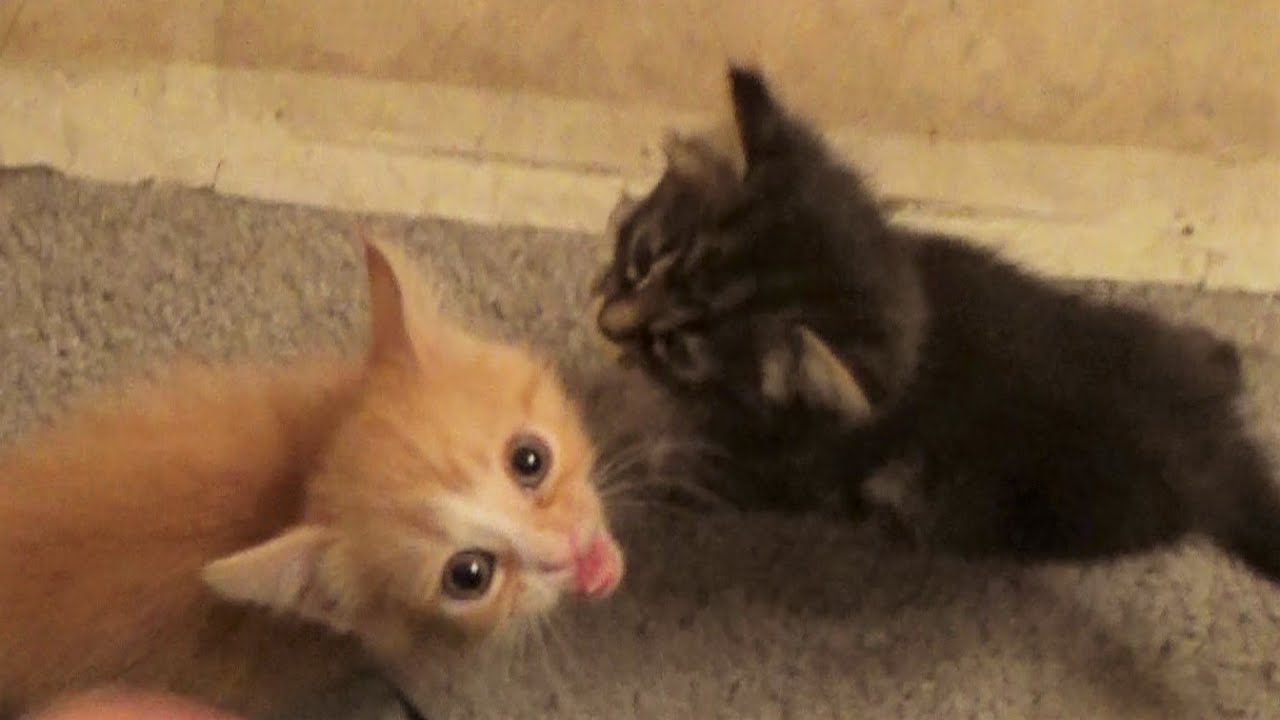 Kittens Talk To Me & They Want You To Foster! Litters #8, #10, #11