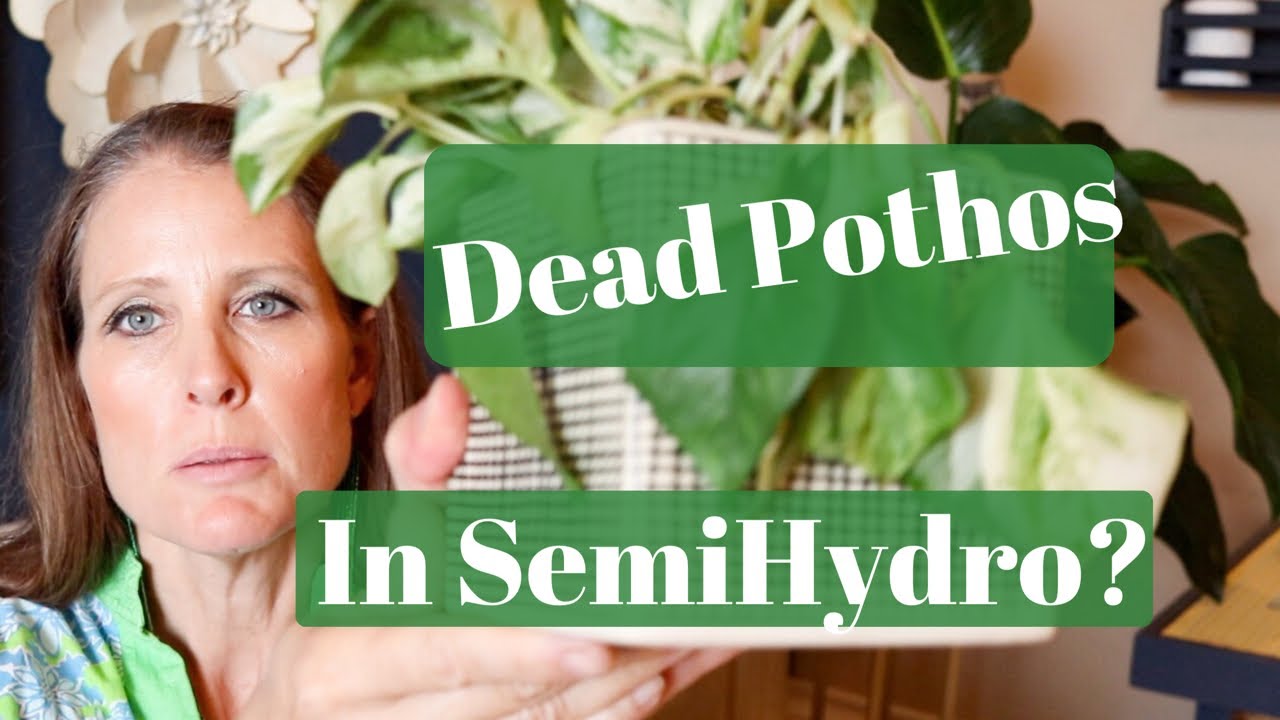 FIVE OF MY POTHOS HAVE DIED IN SEMI-HYDRO, AND I FINALLY FIGURED IT OUT....