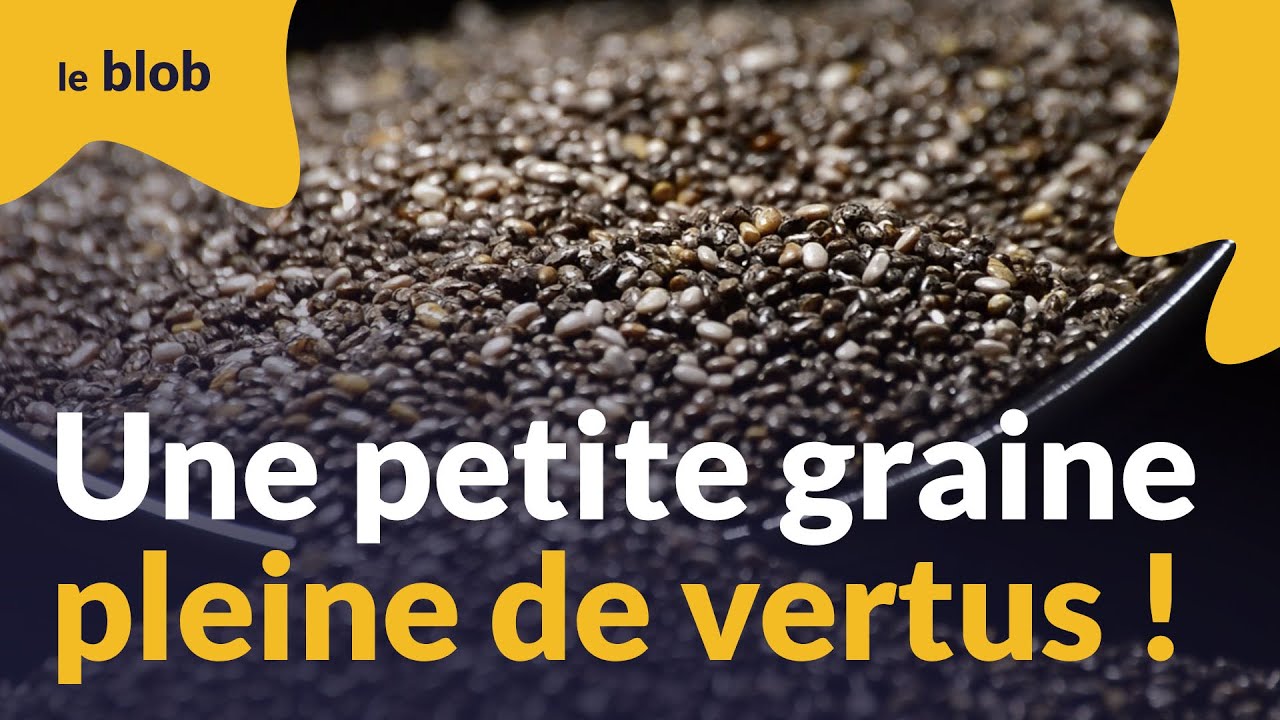 Graine de chia : comment cultiver en France ce super aliment tropical aux multiples vertus ?
