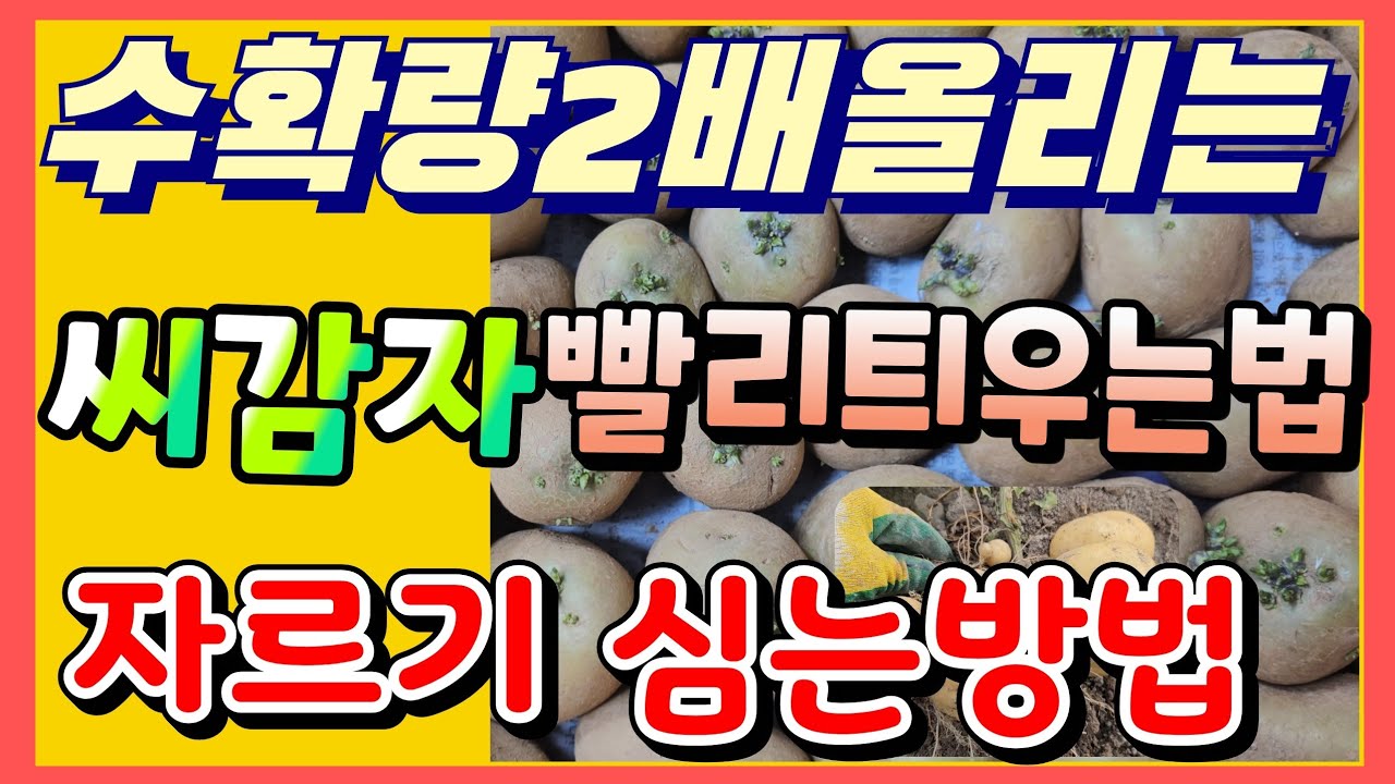 감자 다수확비결 싹틔우기 심는방법