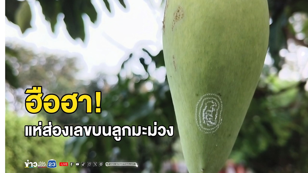 ฮือฮา! แห่ส่องเลขบนลูกมะม่วง | ตลาดข่าว - ข่าวเช้าเวิร์คพอยท์ | 1 มี.ค. 69