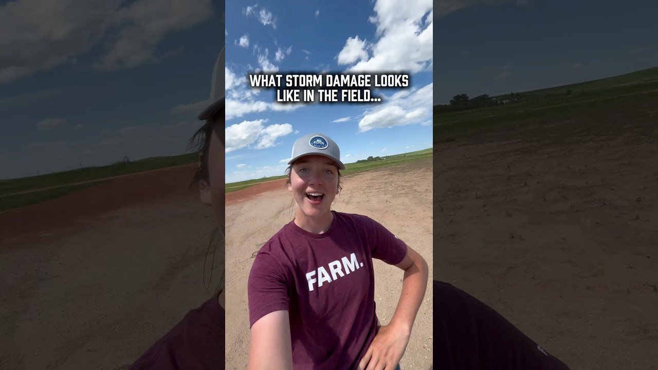 North Dakota Storm Damage to Crops!